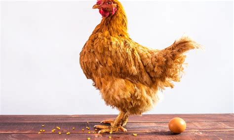 lyginamoji iliustracija: kalakuto ir vištos kiaušinis