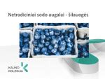 Viščiukų ritimasis iš kiaušinių ir jų auginimas