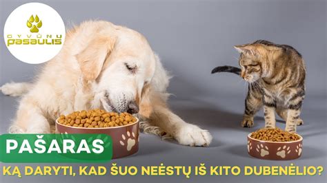 Šuo ėdantis skanius konservus iš dubenėlio