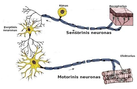 Smegenų neuronai ir Omega-3 poveikis