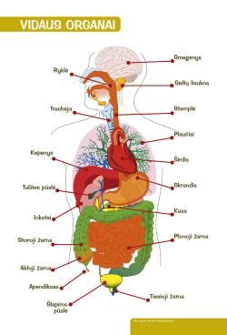 žmogaus kūno organų schema su pažymėtomis infekcijų vietomis