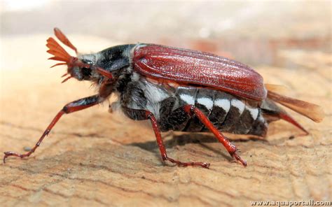 Paprastasis karkvabalis (Melolontha melolontha)