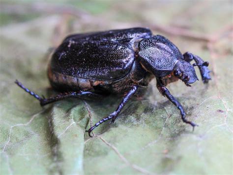 Juodasis auksavabalis