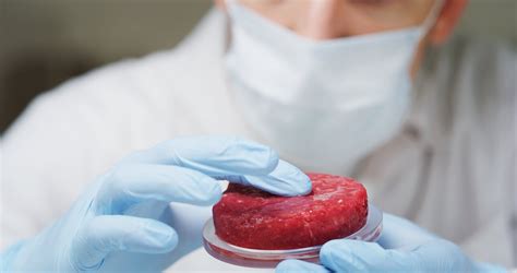 Laboratorijoje auginama mėsa Petri lėkštelėse