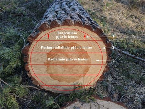 Beržo medienos pjūvis ir tekstūra
