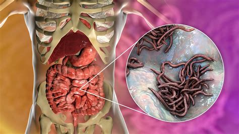 Probiotikų schematiškas pavaizdavimas žarnyne