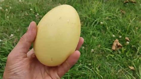 Didelis stručio kiaušinis