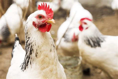 ES reglamentų paaiškinimas apie antibiotikų naudojimą gyvulininkystėje
