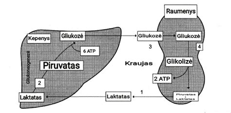 Glikolizės ir pH pokyčių schema mėsoje