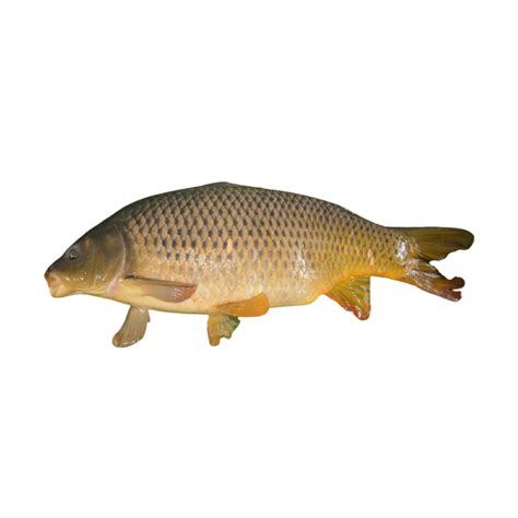 Karpio ir sidabrinio karoso hibridas