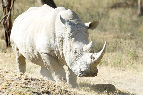 Baltasis raganosis Hluhluvės-Umfolocio draustinyje