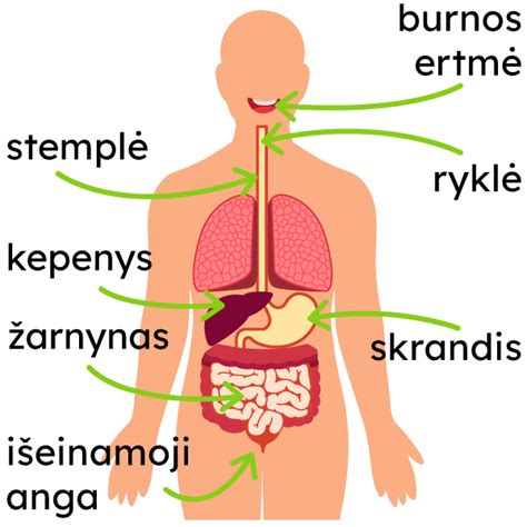 Žmogaus virškinimo sistema