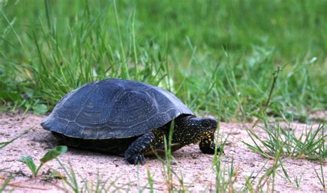 Jūrinis vėžlys deda kiaušinius