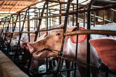 Kiaulių auginimas moderniame ūkyje