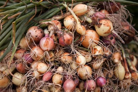 Įvairių rūšių svogūnai