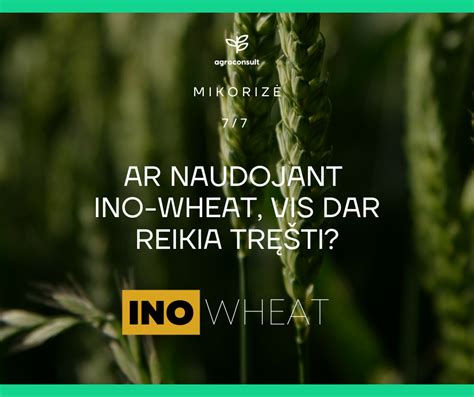 Infografika apie mėsos maistines medžiagas