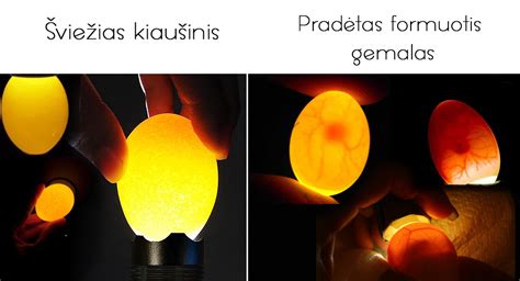 Šiuolaikinis LED ovoskopas kiaušiniams peršviesti