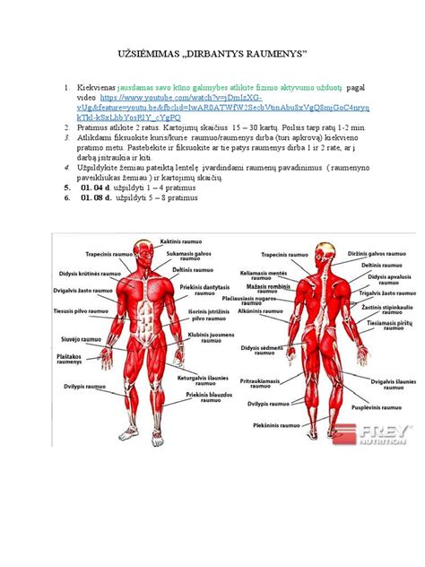Schema, rodanti pečių raumenų grupes