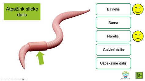 Kiaušinio sandara ir dalys