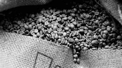 Kavos skrudykla Latvijoje