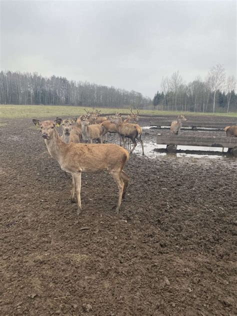 Pampų elniai Argentinoje