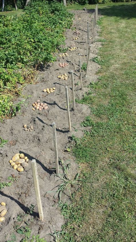 Bulvių auginimo istorija