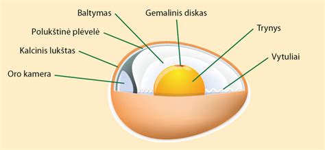 Vištos kiaušinio formavimosi schema