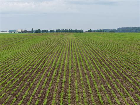Cukrinių runkelių laukas