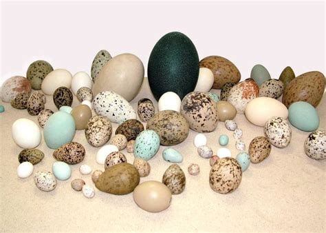 Paukščių kiaušinių perėjimo trukmė skirtingoms rūšims