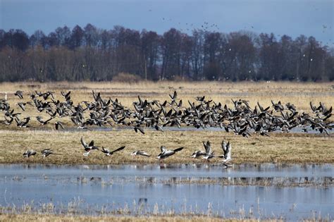 Nykstančių paukščių rūšių apsauga Lietuvoje