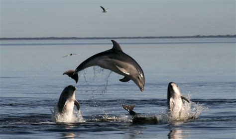 Delfinai Algarvės pakrantėje