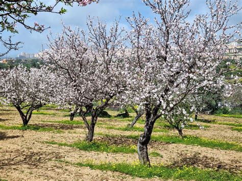 Migdolų žydėjimas Algarvėje