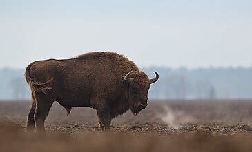 Krugerio nacionalinio parko gyvūnai