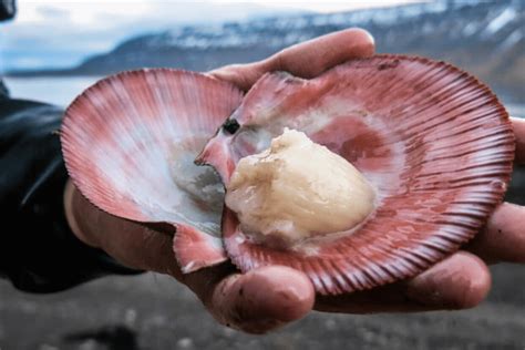 Kaip atrodo tinkamai iškeptos jūros šukutės