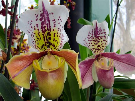 Dažniausiai sutinkamos Pietų Amerikos orchidėjų gentys