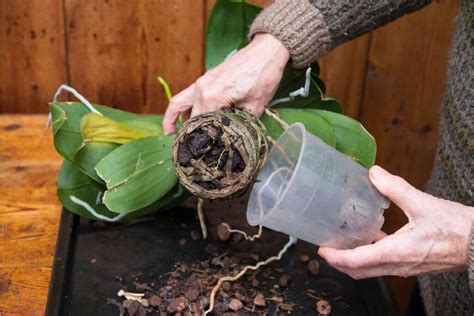 Orchidėjos atgaivinimo procesas