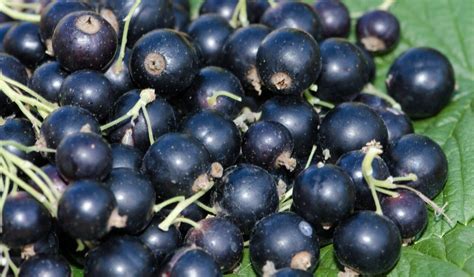 Juodieji serbentai pilni vitaminų ir mineralų