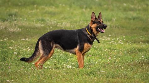 Vokiečių aviganio išvaizdos schema