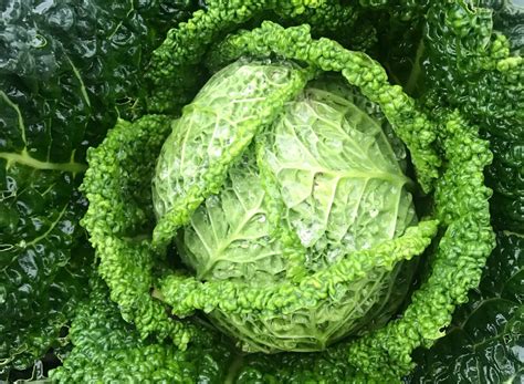 Universali daržovė - kopūstas