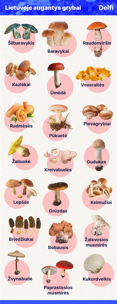 Miško grybai rudenį