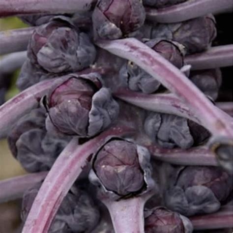 Briuselio kopūstų daigai