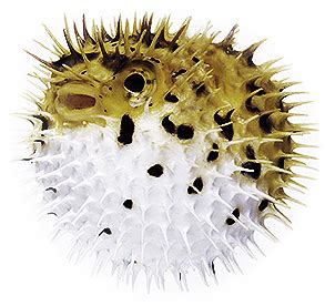 Fugu žuvis