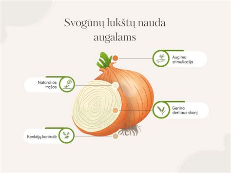 Keptų svogūnų nauda sveikatai infografika