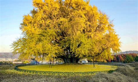Nuotrauka su tipiška Pietų Korėjos augalija