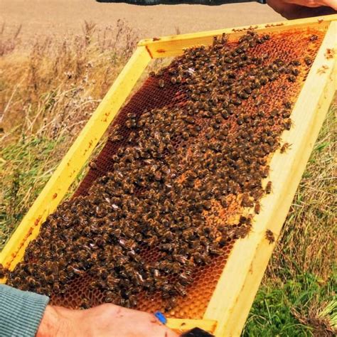 Schematinis bičių duonelės kūlimo įrenginio pavaizdavimas