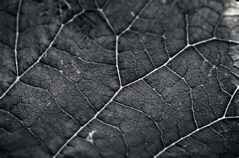 Alijošiaus augalo lapų makro nuotrauka su išspaustu geliu