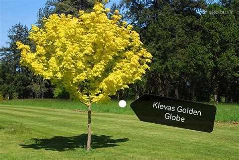 Akacijos žydėjimas pavasarį