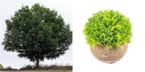 Duonmedžio medis ir jo vaisiai