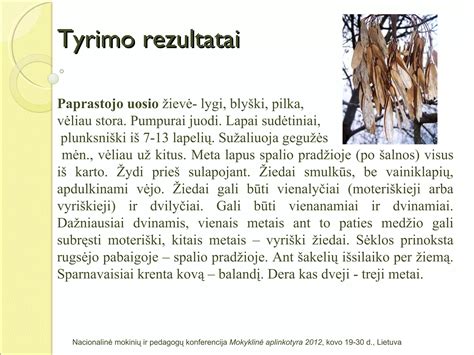 Vynmedžio ir šakelių metafora