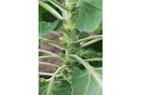 Briuselio kopūstų augalas su gūželėmis ant stiebo